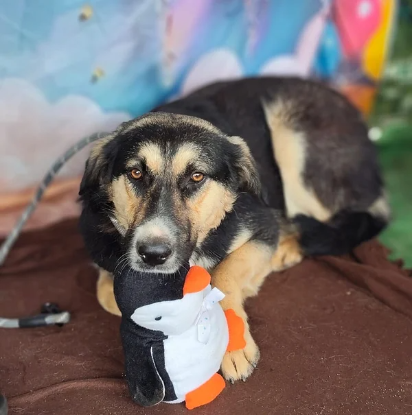 Adopter Malty