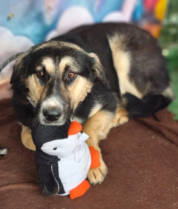 Adopter Malty
