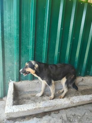 Adoption Malty