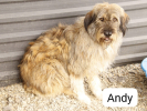 Andy