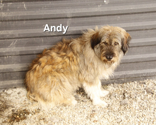 Adopter Andy