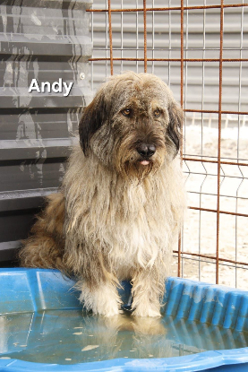 Adoption Andy