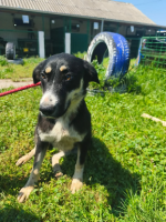 Adopter  chien : Ciboulette