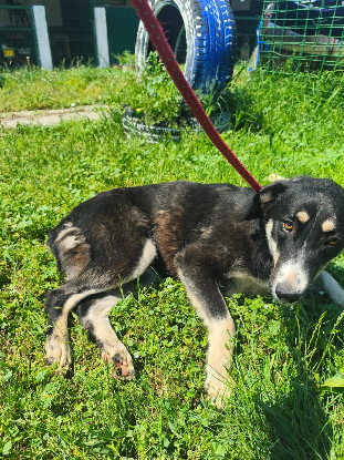 Adopter Ciboulette