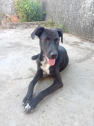 Adopter Cheeky