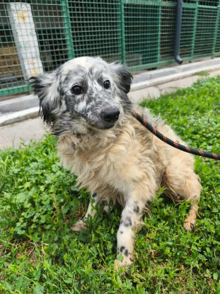 Adopter Margote