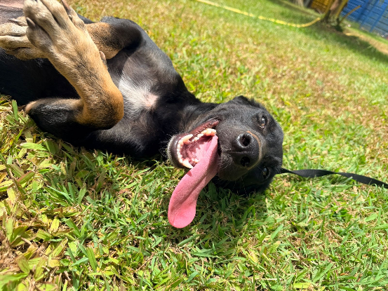Adopter Denver
