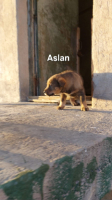 Adopter  chien : Aslan