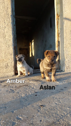 Adopter Aslan
