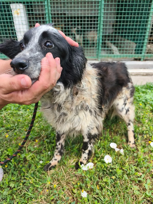 Adopter Nessie