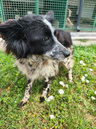 Adoption Nessie