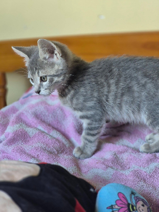 Adopter Basile
