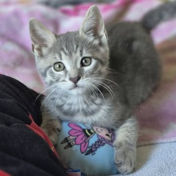 Adopter Basile