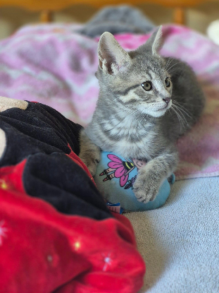 Adopter Basile