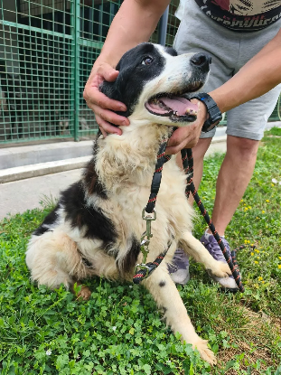 Adopter Panini