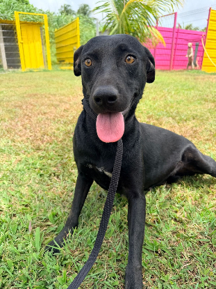 Adopter Moon