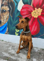 Adopter  chien : Zeus