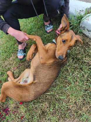 Adopter Zeus