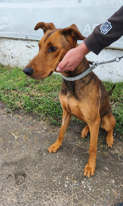 Adoption Zeus