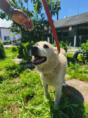 Adopter Ernest