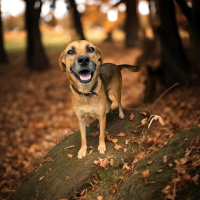 Adopter  chien : Fakir
