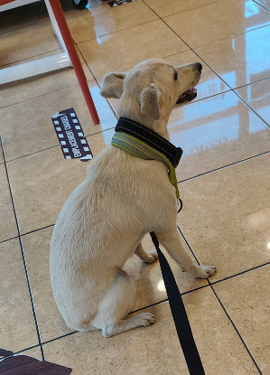 Adopter Bora