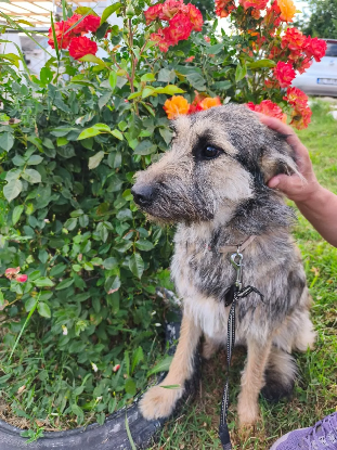 Adopter Mirimah