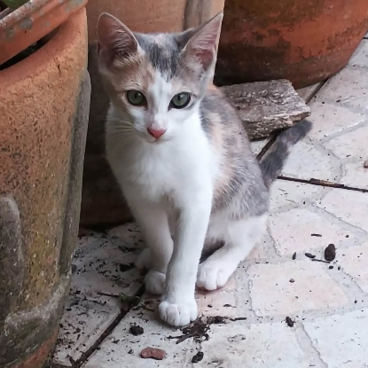 Adopter Bouchon et balzane
