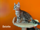 Belette