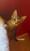 Bichette