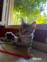 Adopter  chat : Benou