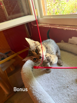 Adopter Bonus