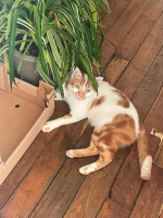 Adopter  chat : Noe