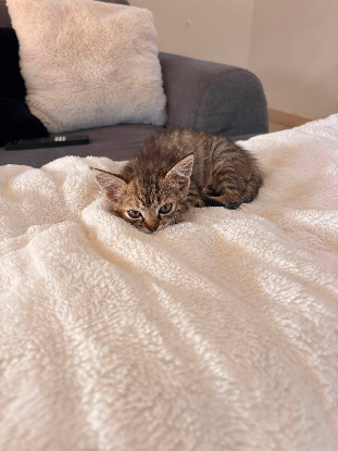 Adopter Rikiki