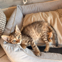 Adopter  chat : Rikiki