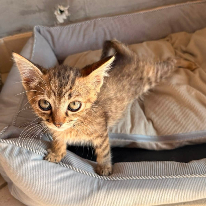 Adopter Rikiki