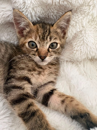 Adoption Rikiki