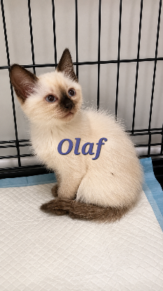Adopter Olaf