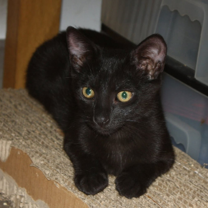 Adopter Briochette