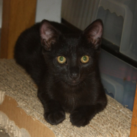 Adopter  chat : Briochette