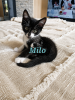 Milo