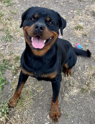 Adopter Boulette