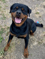 Adopter  chien : Boulette