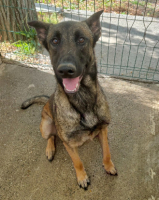 Adopter  chien : Bledine