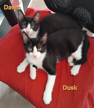 Adopter Dawn