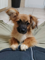 Adopter  chien : Lyra