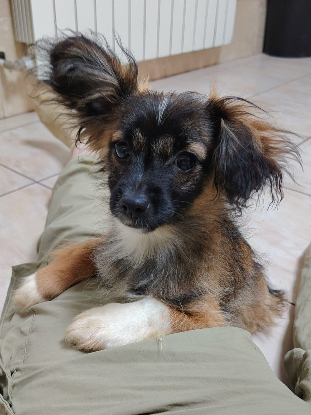 Adopter Nova