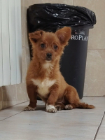 Adopter  chien : Vega