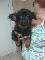 Adopter  chien : Cosmo
