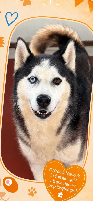 Adopter Nanook